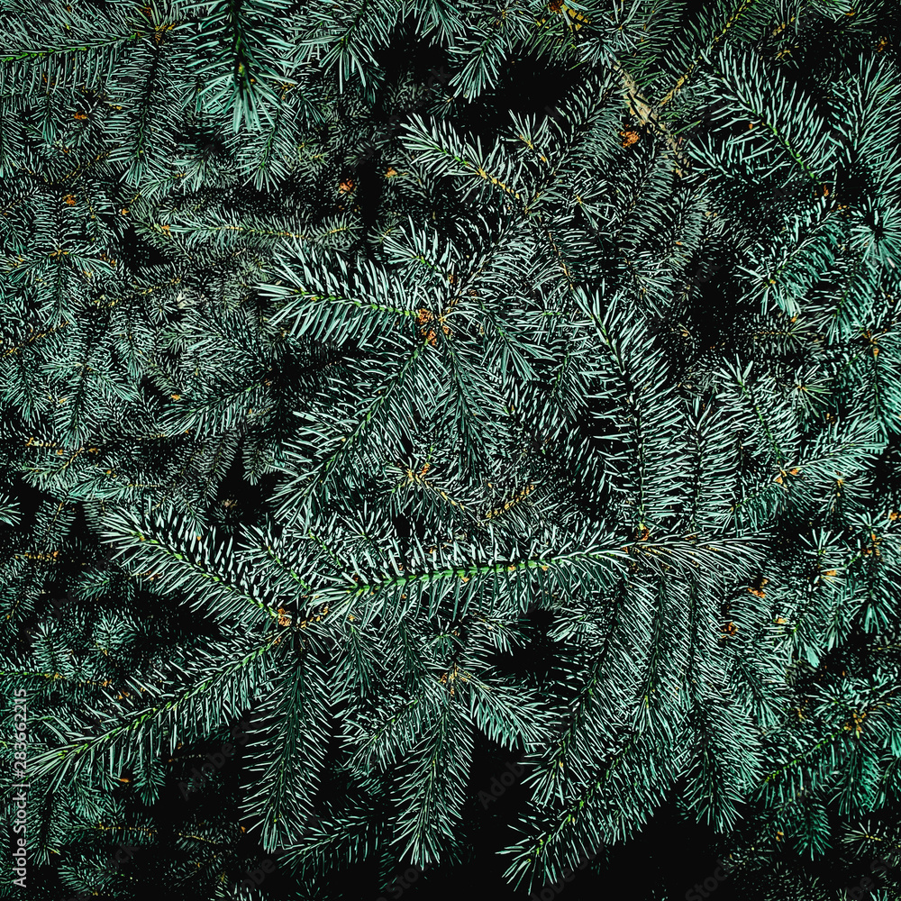 Christmas fir tree branches background.  Festive Xmas border of green spruce  tree, close up