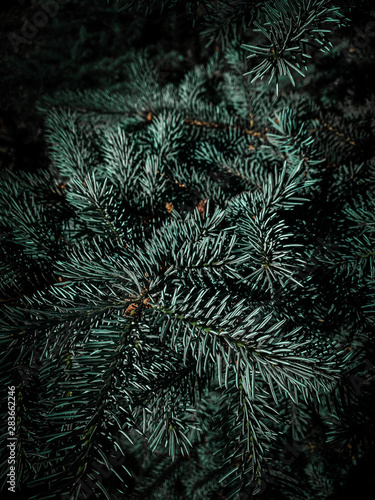 Closeup of Christmas tree with fir tree branches. Festive Xmas Background.