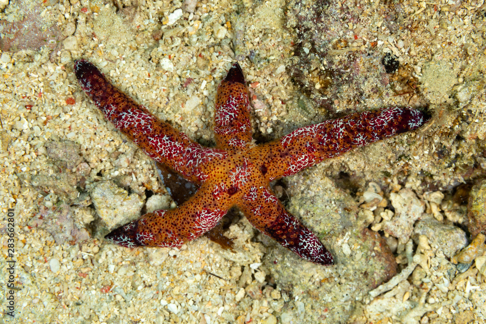 Starfish or sea stars are star-shaped echinoderms belonging to the class Asteroidea Starfish or sea stars are star-shaped echinoderms belonging to the class Asteroidea