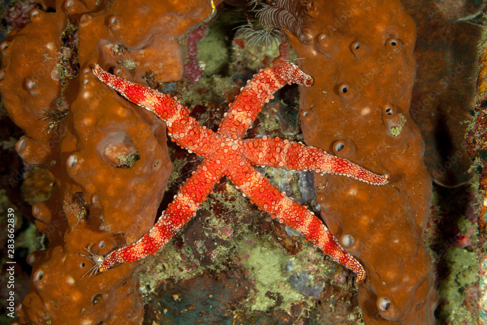 Starfish or sea stars are star-shaped echinoderms belonging to the class Asteroidea Starfish or sea stars are star-shaped echinoderms belonging to the class Asteroidea
