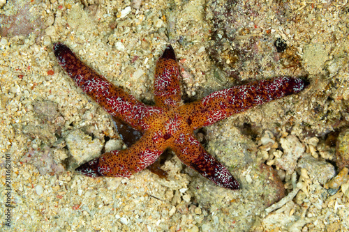 Starfish or sea stars are star-shaped echinoderms belonging to the class Asteroidea © GeraldRobertFischer