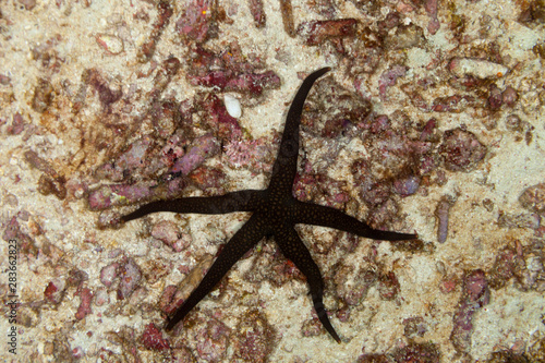 Starfish or sea stars are star-shaped echinoderms belonging to the class Asteroidea