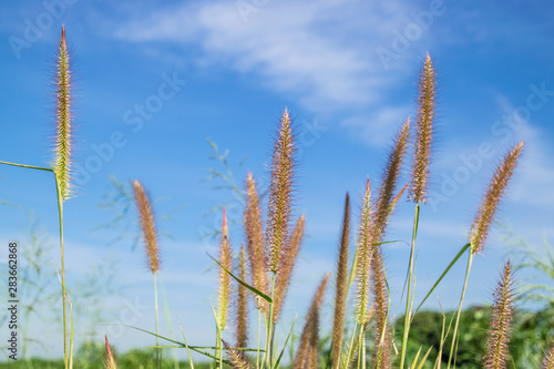 Close up of beautiful reeds grass background