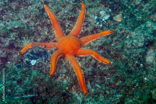 Starfish or sea stars are star-shaped echinoderms belonging to the class Asteroidea