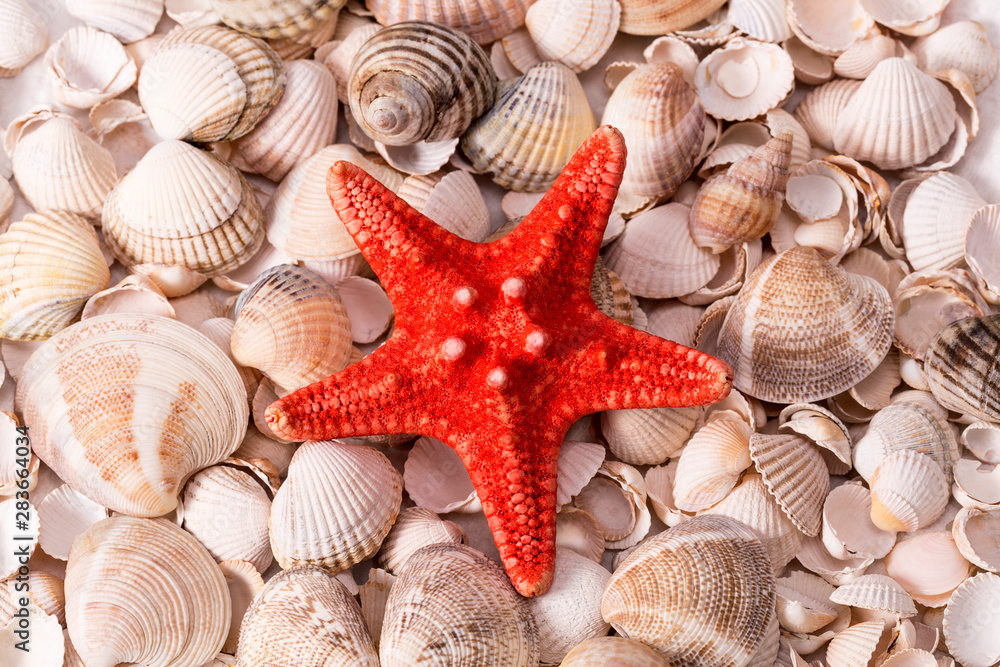 Background of collection of various sea shells , close up