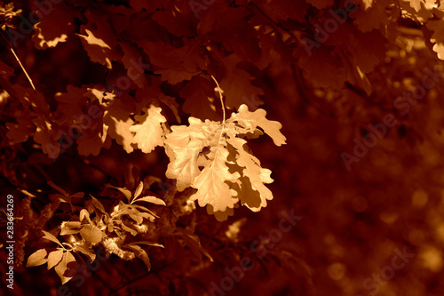 Oak leaves on a tree on a bright autumn day close up