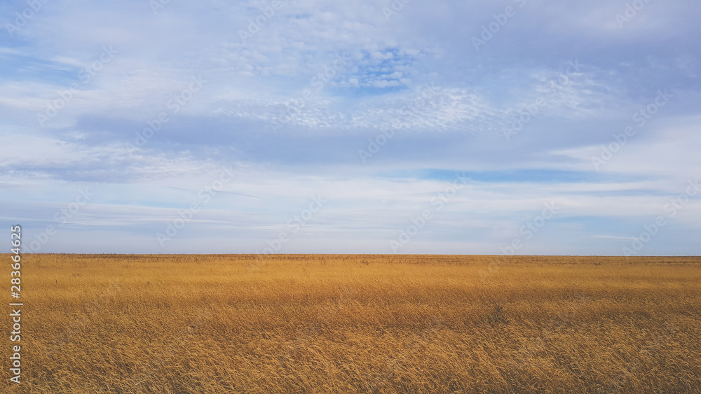 A beautiful landscape of a wheat field in the countryside A beautiful landscape of a wheat field in the countryside