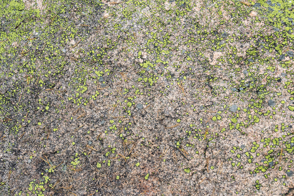 Background. Stone covered with moss and lichen. Background. Stone covered with moss and lichen.