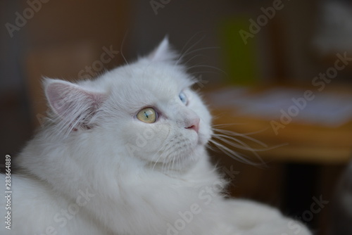 jeweled eye cat © tsiol