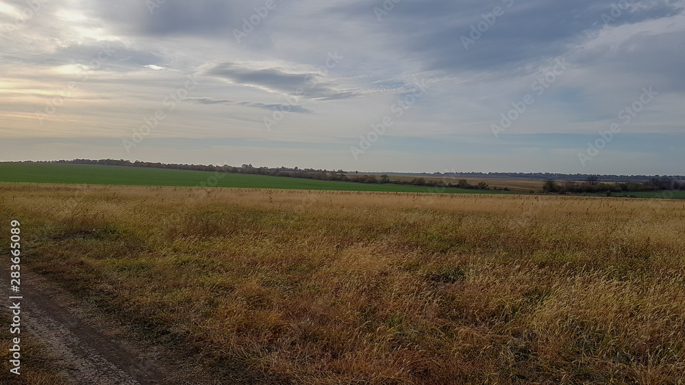 A beautiful landscape of a wheat field in the countryside A beautiful landscape of a wheat field in the countryside