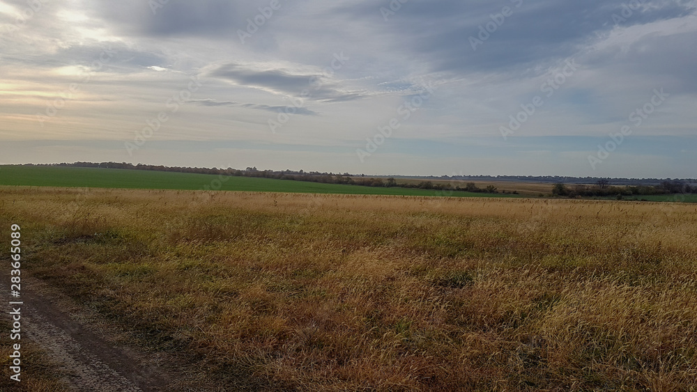 A beautiful landscape of a wheat field in the countryside