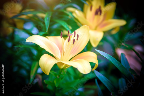Fototapeta Naklejka Na Ścianę i Meble -       Orange lilys bloom in the botanical garden 