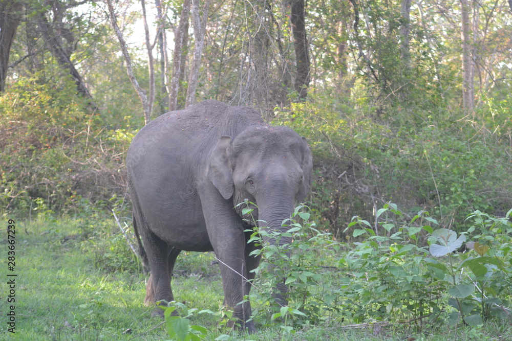 Obraz premium elephant in forest
