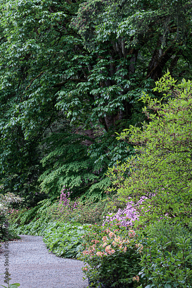 rhododendron forest with path along trees in summer rhododendron forest with path along trees in summer
