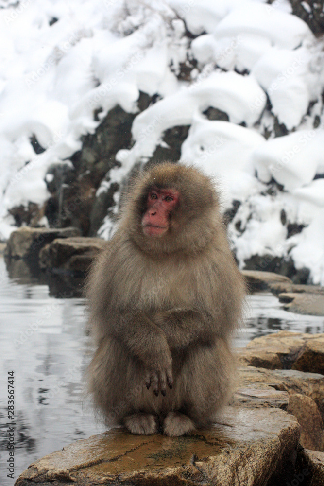 Hot bath for snow monkeys in Jigokudani Monkey Park in Nagano Japan Hot bath for snow monkeys in Jigokudani Monkey Park in Nagano Japan