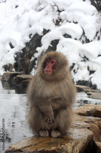 Hot bath for snow monkeys in Jigokudani Monkey Park in Nagano Japan © pierrick
