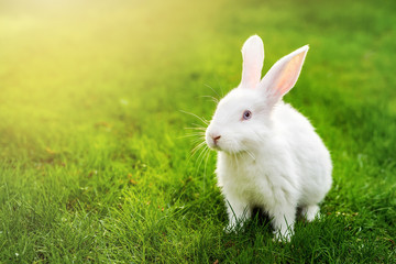 Cute adorable white fluffy rabbit sitting on green grass lawn at backyard. Small sweet bunny walking by meadow in green garden on bright sunny day. Easter nature and animal background