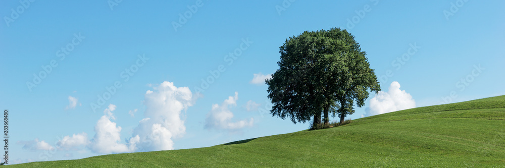 Fototapeta premium Panorama landscape. Single tree group on green field and blue sky