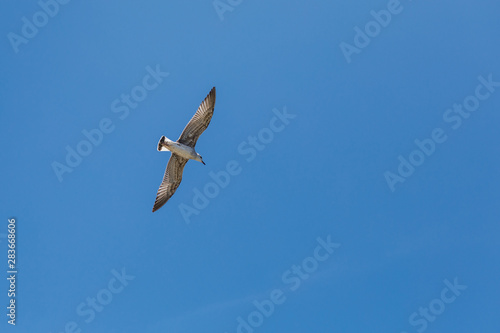 flying seagull on blue sky
