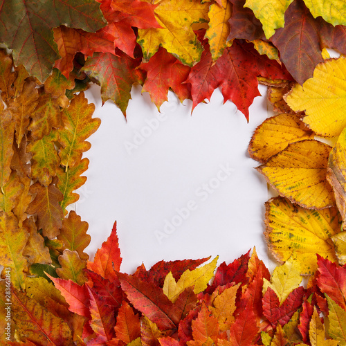 Colorful fall leaves on white background. Autumn frame. Flat lay  top view  copy space.