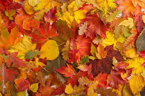Colorful fall leaves as background. Autumn composition. Flat lay, top view, copy space.