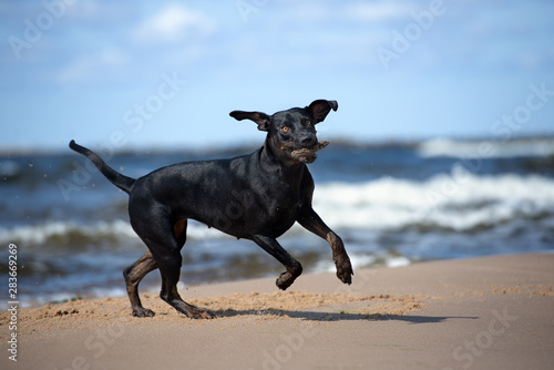 black catahoula dog running on the beach