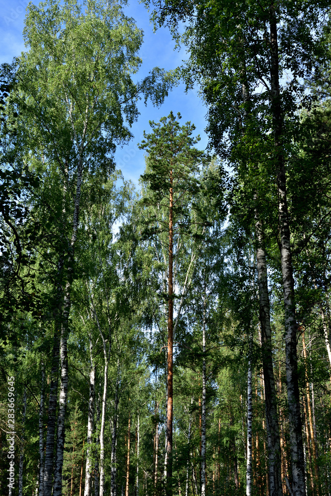 Fototapeta premium Pine, birch and sky.