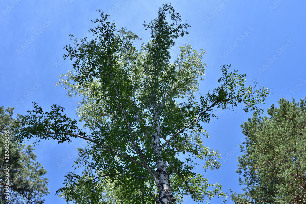 Pine, birch and sky. Pine, birch and sky.