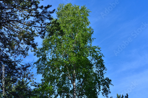 Pine  birch and sky.
