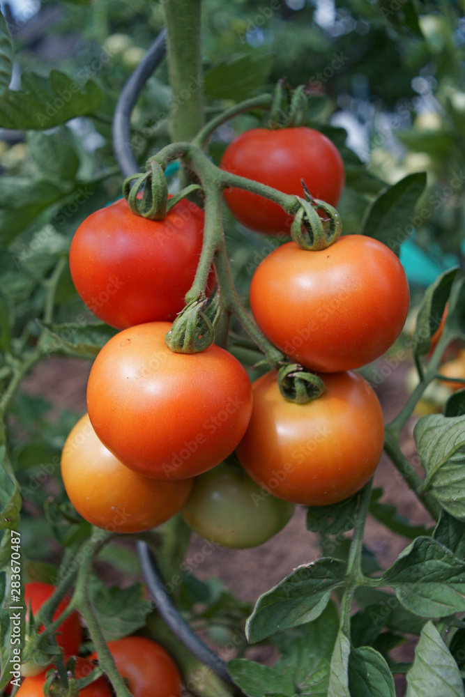 red tomatoes on Tomato plant