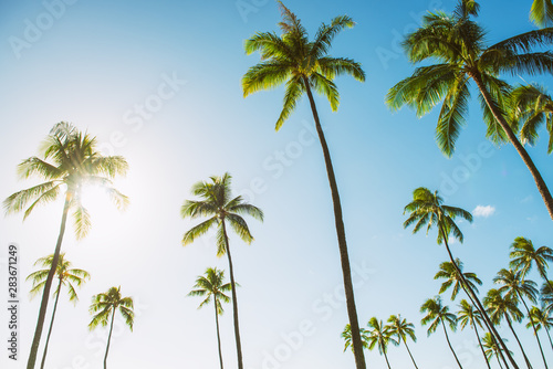 Hawaii tall palm trees with sun flare against blue sky summer travel background USA vacation destination.