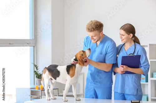 Billede på lærred Veterinarians examining cute dog in clinic