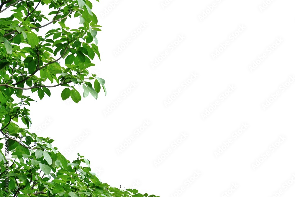 Tropical tree leaves on white isolated background for green foliage backdrop 