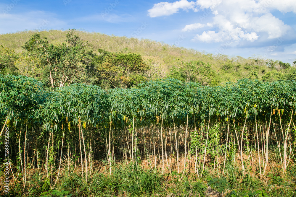 Obraz premium Cassava field 