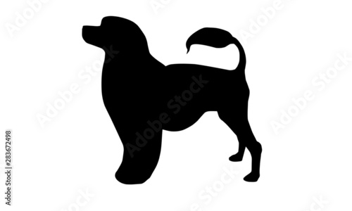 Cão de Água Português Portugiesischer Wasserhund Silhouette