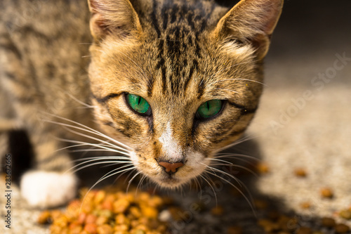 A cat with green eyes eats dry food. Predator's eyes. Portrait of the beast.