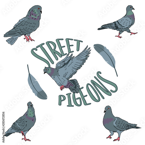 set of birds city urban street pigeons on white background with feather editable vector illustration