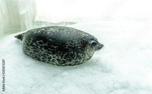Ringed Seal on Ice