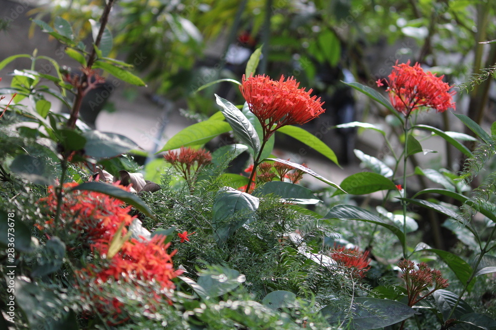 red flowers in garden