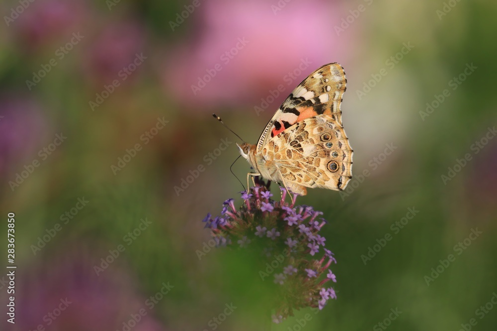 Obraz premium The Painted Lady is sitting on the blue flower. Colorful butterfly in the nature. Vanessa cardui