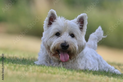 Westie. West Highland White terrier lying in the grass. Portrait of a white dog.