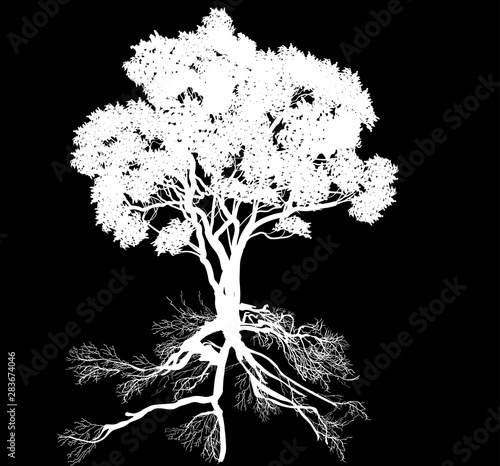 lush tree with root isolated on black