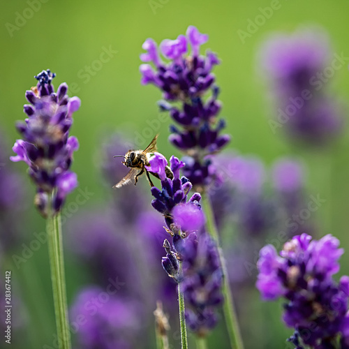 bee in the midst of lavender
