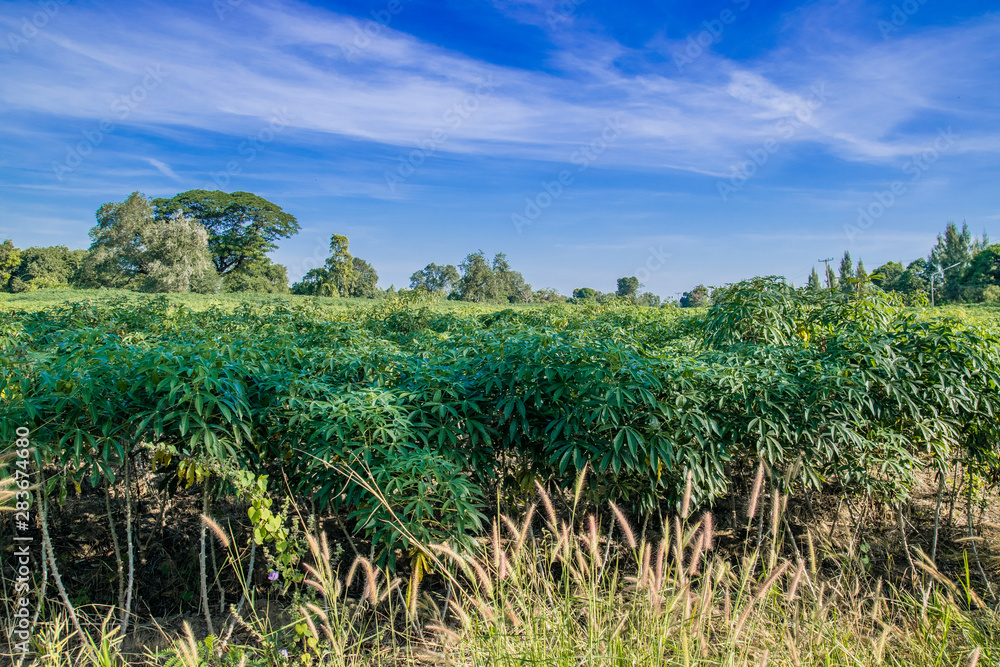 Cassava plantation Cassava plantation