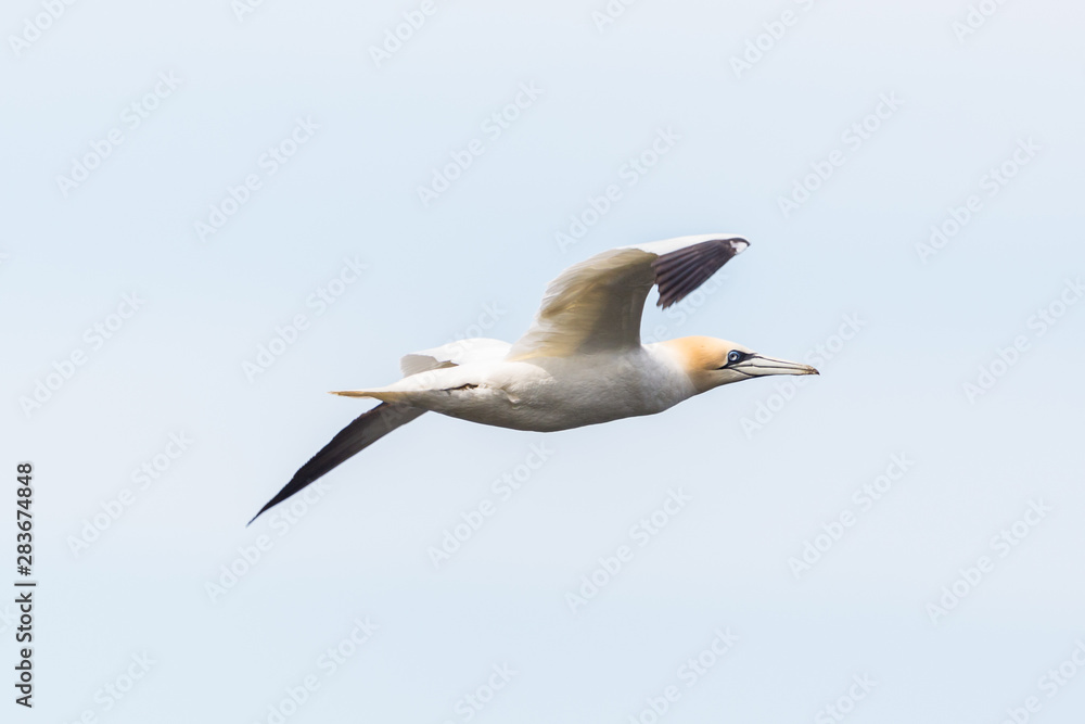 side view of gannet (morus bassanus) in flight, spread wings side view of gannet (morus bassanus) in flight, spread wings