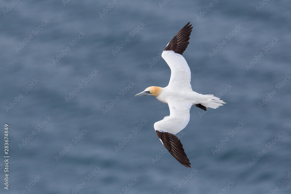 detailed portrait of flying gannet (morus bassanus), sea detailed portrait of flying gannet (morus bassanus), sea