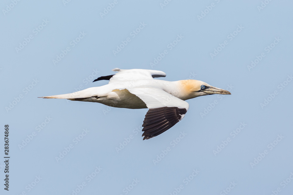 close side view flying gannet (morus bassanus), spread wings close side view flying gannet (morus bassanus), spread wings
