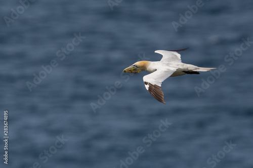 gannet (morus bassanus) in flight with nesting material in beak
