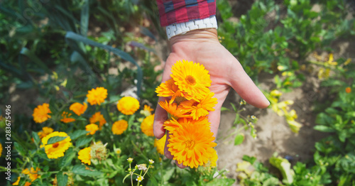 Woman picks up marigold flowers. Close-up of hands.