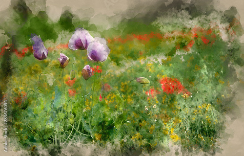 Digital watercolour painting of Stunning poppy field landscape with purple poppies